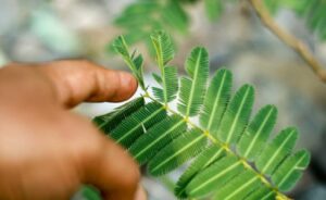 Mengenal Daun Putri Malu, Berikut 9 Manfaat dan Kandunganya untuk Kesehatan