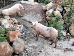 Pemprov NTT Himbau Peternak Babi Agar Menjaga Kebersihan Kandang untuk Cegah Virus ASF