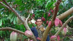 Harga Kakao Naik, KSE Kavipen Agung Ende Turun Tangan Sosialisasi Pengendalian Hama dan Penyakit pada Tanaman Kakao