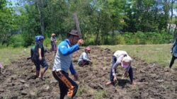 Polisi Serius Dukung Ketahanan Pangan, Gandeng Kelompok Tani Ansaof Mese Sulap Lahan Tidur Menjadi Lahan Produktif