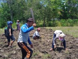 Polisi Serius Dukung Ketahanan Pangan, Gandeng Kelompok Tani Ansaof Mese Sulap Lahan Tidur Menjadi Lahan Produktif